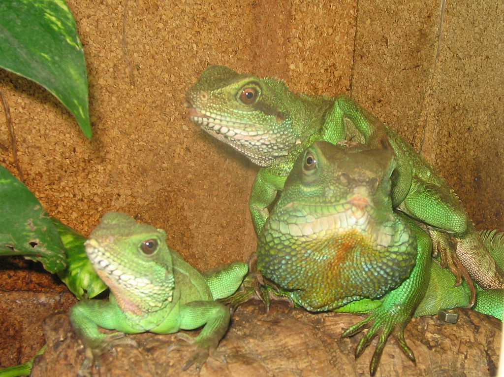 Are Chinese Water Dragons Good Beginner Pets? Kid Friendly Pets