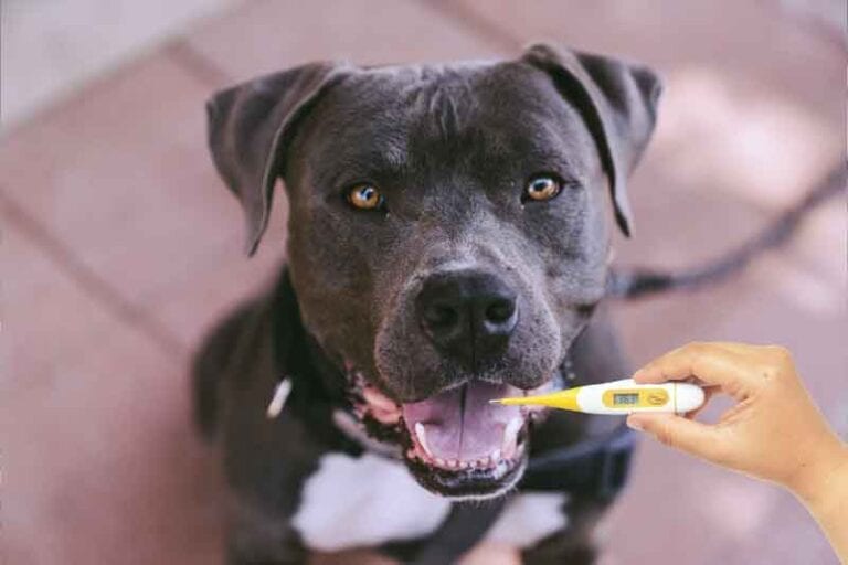 Can You Use Pet Thermometers on Humans? Kid Friendly Pets