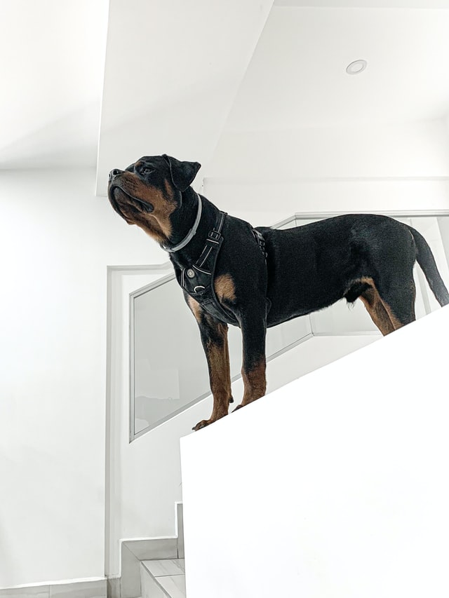 Rottweilers are people dogs and are affectionate and loyal toward their families. They are great family members and are excellent guard dogs for families as well