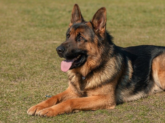 german shepherd watch dog for your family